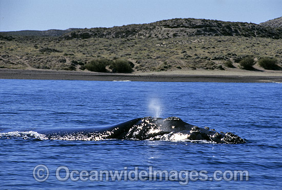 Southern Right Whale expelling air from blowhole photo