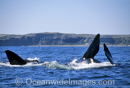 Southern Right Whale pectoral fin slapping surface photo