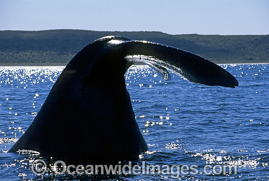 Southern Right Whale tail fluke photo