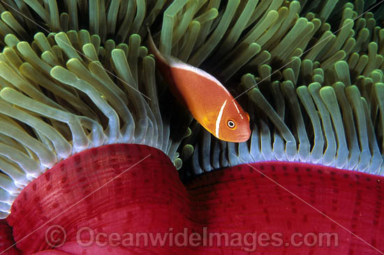 Pink Anemonefish (Amphiprion perideraion) beneath Anemone mantle. Great Barrier Reef, Queensland, Australia Photo - Gary Bell Pink Anemonefish (Amphiprion perideraion) beneath Anemone mantle. Great Barrier Reef, Queensland, Australia Photo - Gary Bell