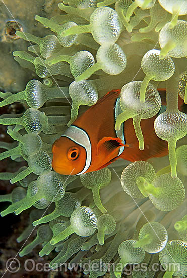 Spine-cheek Anemonefish Premnas biaculeatus photo