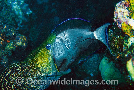 Moray Eel eating Surgeonfish photo
