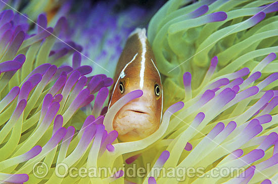 Pink Anemonefish (Amphiprion perideraion) amongst anemone tentacles. Great Barrier Reef, Queensland, Australia Photo - Gary Bell Pink Anemonefish (Amphiprion perideraion) amongst anemone tentacles. Great Barrier Reef, Queensland, Australia Photo - Gary Bell