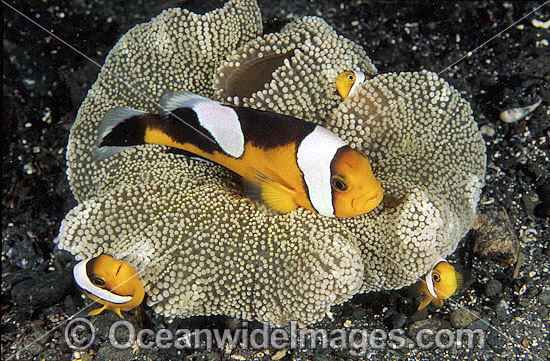 Panda Clownfish photo Panda Clownfish photo
