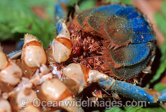 Lamington Spiny Lobster with babies photo Lamington Spiny Lobster with babies photo