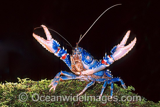 Lamington Spiny Lobster photo