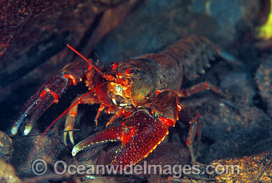 Freshwater Crayfish photo Freshwater Crayfish photo