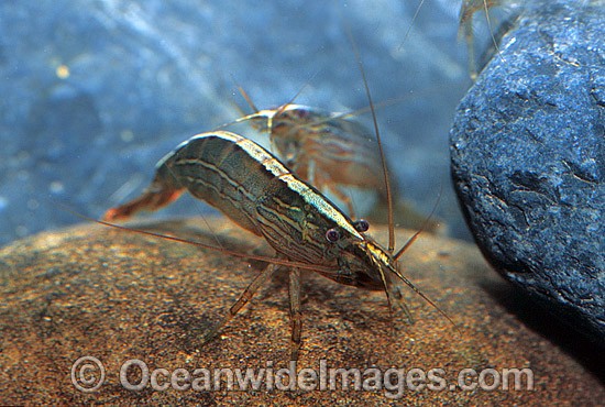 Rifle Shrimp Australatya striolata photo