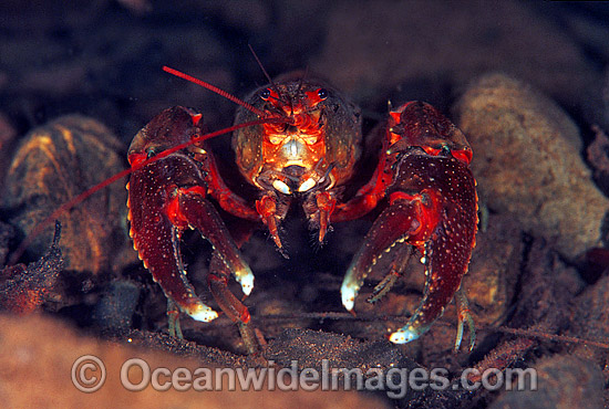Freshwater Crayfish photo