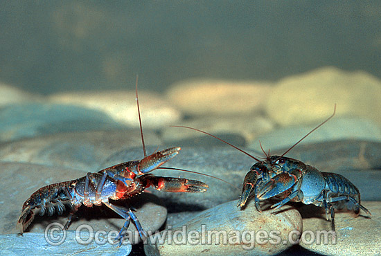 Freshwater Yabby (Cherax sp.). Also known as Freshwater Crayfish. Highland Stream, Cathedral Rock National Park, New South Wales, Australia. Photo - Gary Bell