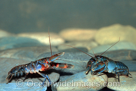 Freshwater Yabby Cherax sp. photo