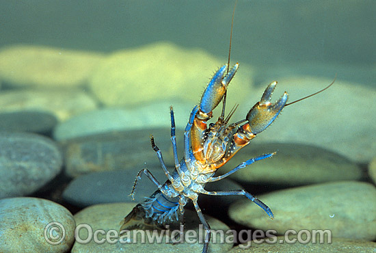 Freshwater Yabby (Cherax sp.). Also known as Freshwater Crayfish. Highland Stream, Cathedral Rock National Park, New South Wales, Australia. Photo - Gary Bell Freshwater Yabby (Cherax sp.). Also known as Freshwater Crayfish. Highland Stream, Cathedral Rock National Park, New South Wales, Australia. Photo - Gary Bell
