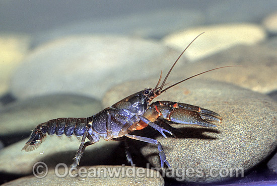 Cherax sp. Crayfish photo Cherax sp. Crayfish photo