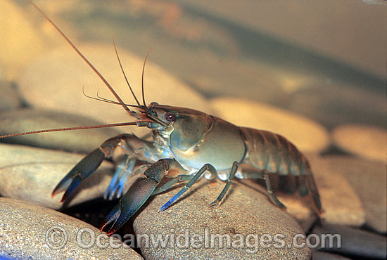 Freshwater Yabby Cherax sp. photo