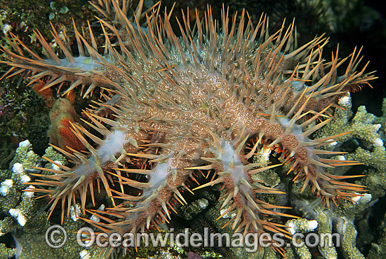 Crown-of-thorns Starfish feeding on Acropora Coral photo Crown-of-thorns Starfish feeding on Acropora Coral photo