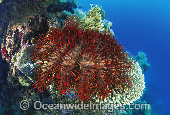 Crown-of-thorns Starfish (Acanthaster planci) feeding on Acropora Coral. This sea star has sharp venomous spines and wounds from the spines can be very painful. Great Barrier Reef, Queensland, Australia Photo - Gary Bell Crown-of-thorns Starfish (Acanthaster planci) feeding on Acropora Coral. This sea star has sharp venomous spines and wounds from the spines can be very painful. Great Barrier Reef, Queensland, Australia Photo - Gary Bell
