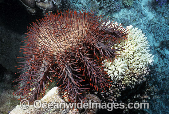 Crown-of-thorns Starfish (Acanthaster planci) feeding on Acropora Coral. This sea star has sharp venomous spines and wounds from the spines can be very painful. Great Barrier Reef, Queensland, Australia Photo - Gary Bell Crown-of-thorns Starfish (Acanthaster planci) feeding on Acropora Coral. This sea star has sharp venomous spines and wounds from the spines can be very painful. Great Barrier Reef, Queensland, Australia Photo - Gary Bell