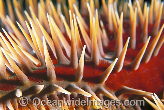 Crown-of-thorns Starfish photo Crown-of-thorns Starfish photo