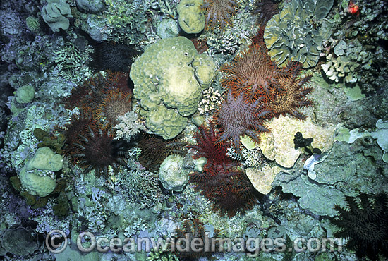 Crown-of-thorns Starfish (Acanthaster planci) feeding on Corals. This sea star has sharp venomous spines and wounds from the spines can be very painful. Great Barrier Reef, Queensland, Australia Photo - Gary Bell Crown-of-thorns Starfish (Acanthaster planci) feeding on Corals. This sea star has sharp venomous spines and wounds from the spines can be very painful. Great Barrier Reef, Queensland, Australia Photo - Gary Bell