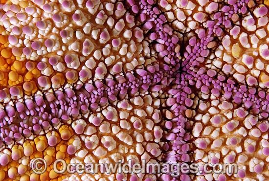 Pin Cushion Sea Star (Culcita novaguineae) - detail of underside showing mouth. Also known as Pin Cushion Starfish. Great Barrier Reef, Queensland, Australia Photo - Gary Bell