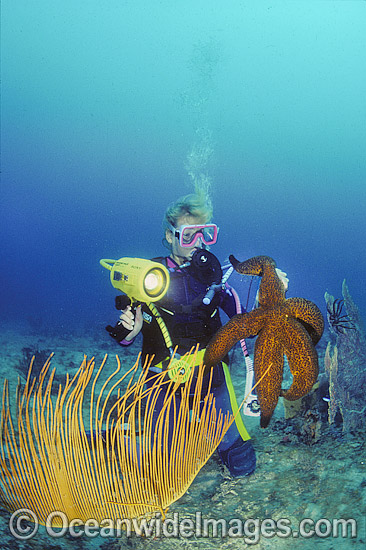 Scuba Diver with Giant Starfish photo Scuba Diver with Giant Starfish photo