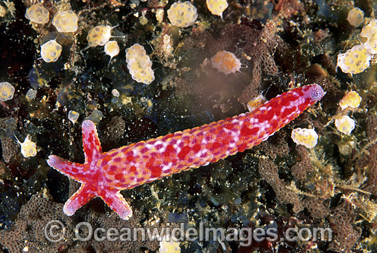 Linckia Sea Star regenerating photo