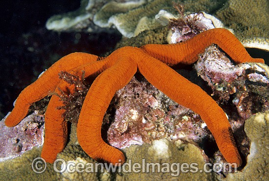 Sea Star Ophidiaster confertus photo