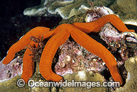Sea Star Ophidiaster confertus Photo - Gary Bell