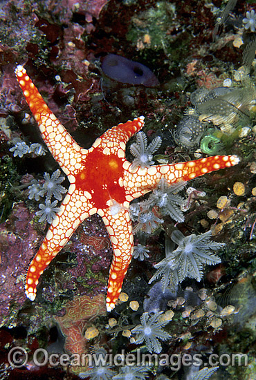 Orange Marble Sea Star (Fromia monilis). Also known as orange Marble Starfish. Great Barrier Reef, Queensland, Australia Photo - Gary Bell Orange Marble Sea Star (Fromia monilis). Also known as orange Marble Starfish. Great Barrier Reef, Queensland, Australia Photo - Gary Bell