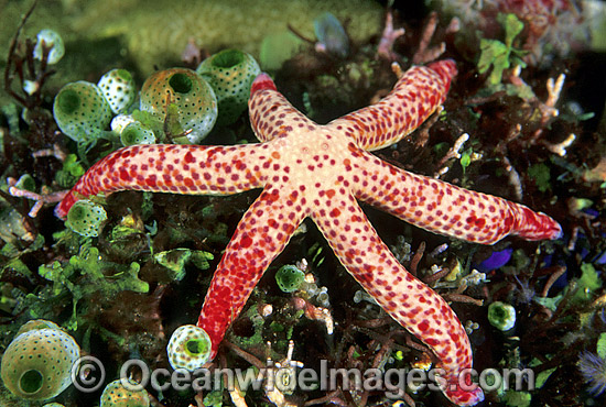 Blue Linckia Sea Star Linckia multifora photo