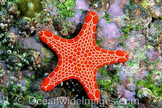 Biscuit Star (Pentagonaster duebeni). Also known as Biscuit Starfish. Solitary Islands, New South Wales, Australia Photo - Gary Bell