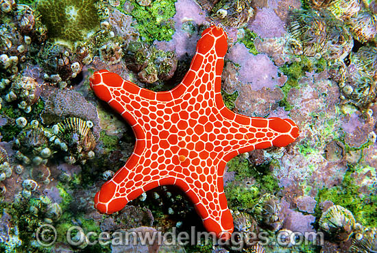 Biscuit Star (Pentagonaster duebeni). Also known as Biscuit Starfish. Solitary Islands, New South Wales, Australia Photo - Gary Bell Biscuit Star (Pentagonaster duebeni). Also known as Biscuit Starfish. Solitary Islands, New South Wales, Australia Photo - Gary Bell
