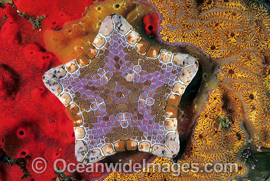 Biscuit Star (Tosia australis) - surrounded encrusting Sponge and Ascidian. Also known as Biscuit Starfish. Edithburgh, South Australia Photo - Gary Bell Biscuit Star (Tosia australis) - surrounded encrusting Sponge and Ascidian. Also known as Biscuit Starfish. Edithburgh, South Australia Photo - Gary Bell