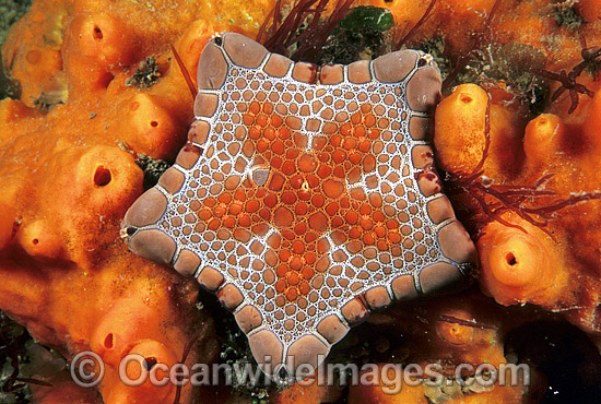 Biscuit Star on sponge photo