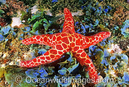Mosaic Sea Star (Plectaster decanus) amongst sea algae. Also known as Mosaic Starfish. Solitary Islands, New South Wales, Australia Photo - Gary Bell Mosaic Sea Star (Plectaster decanus) amongst sea algae. Also known as Mosaic Starfish. Solitary Islands, New South Wales, Australia Photo - Gary Bell