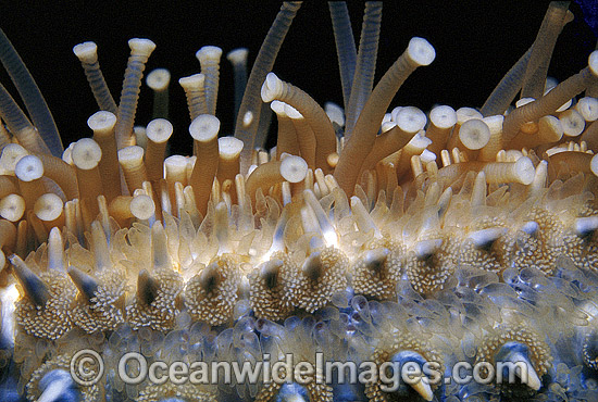 Eleven-arm Sea Star Coscinasterias muricata photo