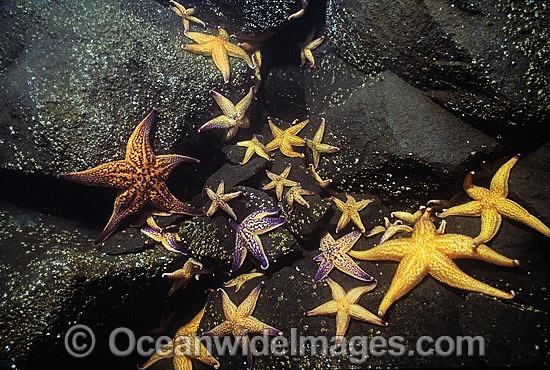 Northern Pacific Sea Stars (Asterias amurensis) - feeding on encrusting organisms. Also known as Northern Pacific Starfish. Introduced species from Japan or Korea, probably from discarded ships ballast water. Derwent Estuary, Tasmania, Australia Photo - Gary Bell