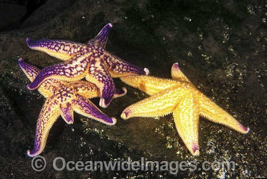 Northern Pacific Sea Star feeding photo