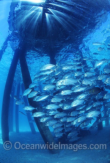 Big-eye Trevally (Caranx sexfasciatus) schooling around the pylons of a jetty. Also known as Horse-eye Jacks. Found throughout the Indo-Pacific. Photo taken at the Great Barrier Reef Queensland Australia. Photo - Gary Bell