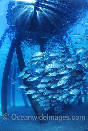 Big-eye Trevally beneath jetty photo