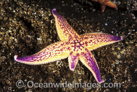 Northern Pacific Sea Star (Asterias amurensis)- regenerating an arm and feeding on encrusting organisms. Also known as Northern Pacific Starfish. Introduced species, probably from discarded ships ballast water. Derwent Estuary, Tasmania, Australia Photo - Gary Bell Northern Pacific Sea Star (Asterias amurensis)- regenerating an arm and feeding on encrusting organisms. Also known as Northern Pacific Starfish. Introduced species, probably from discarded ships ballast water. Derwent Estuary, Tasmania, Australia Photo - Gary Bell
