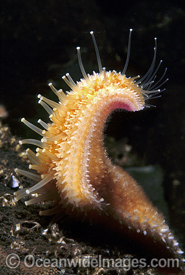 Northern Pacific Sea Star tubed feet photo