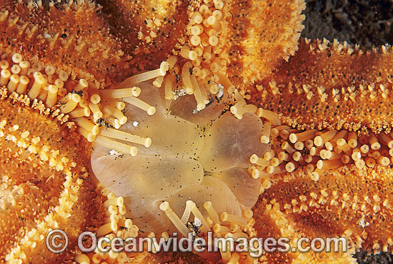 Northern Pacific Sea Star Asterias amurensis photo Northern Pacific Sea Star Asterias amurensis photo