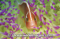 Pink Anemonefish Amphiprion perideraion Photo - Gary Bell