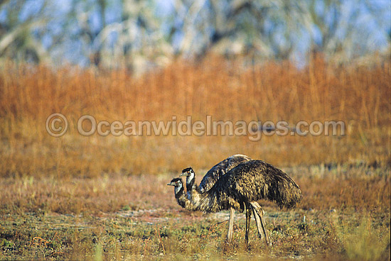 Pair of Emus Dromaius novaehollandiae photo