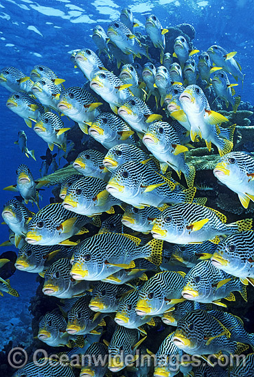 Diagonal-banded Sweetlips Plectorhinchus lineatus photo Diagonal-banded Sweetlips Plectorhinchus lineatus photo