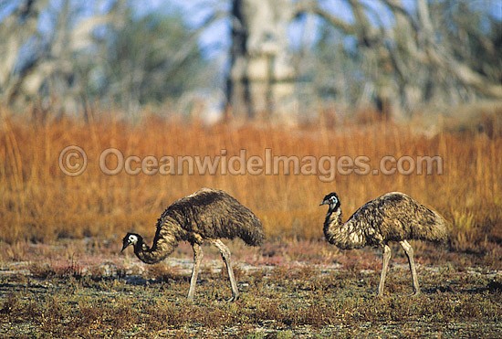 Pair of Emus Dromaius novaehollandiae photo