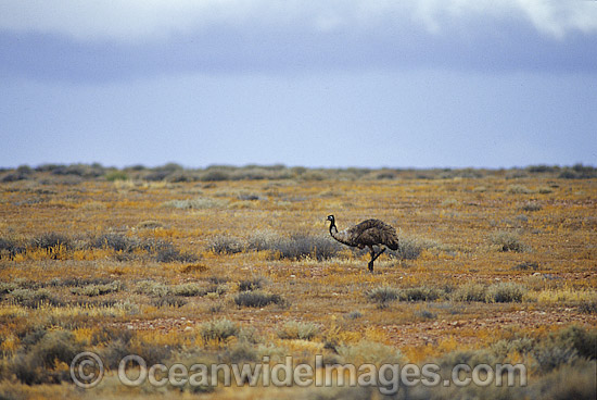Emu on a desert plain photo Emu on a desert plain photo