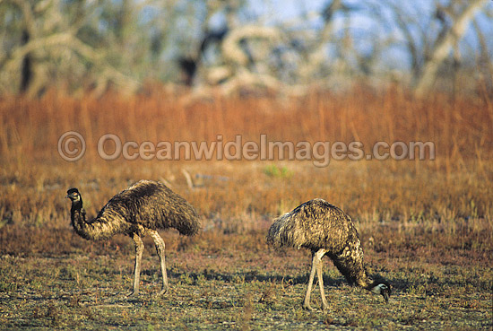 Pair of Emus photo