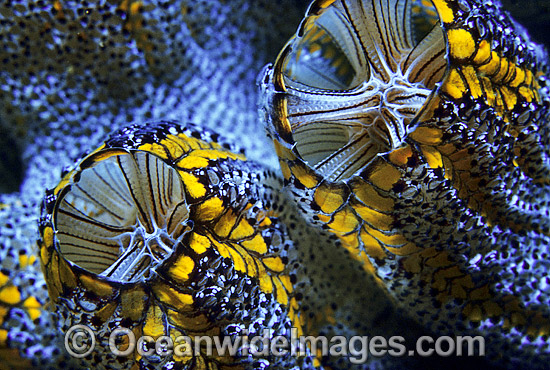 Magnificent Tunicate Botrylloides magnicoecum photo Magnificent Tunicate Botrylloides magnicoecum photo